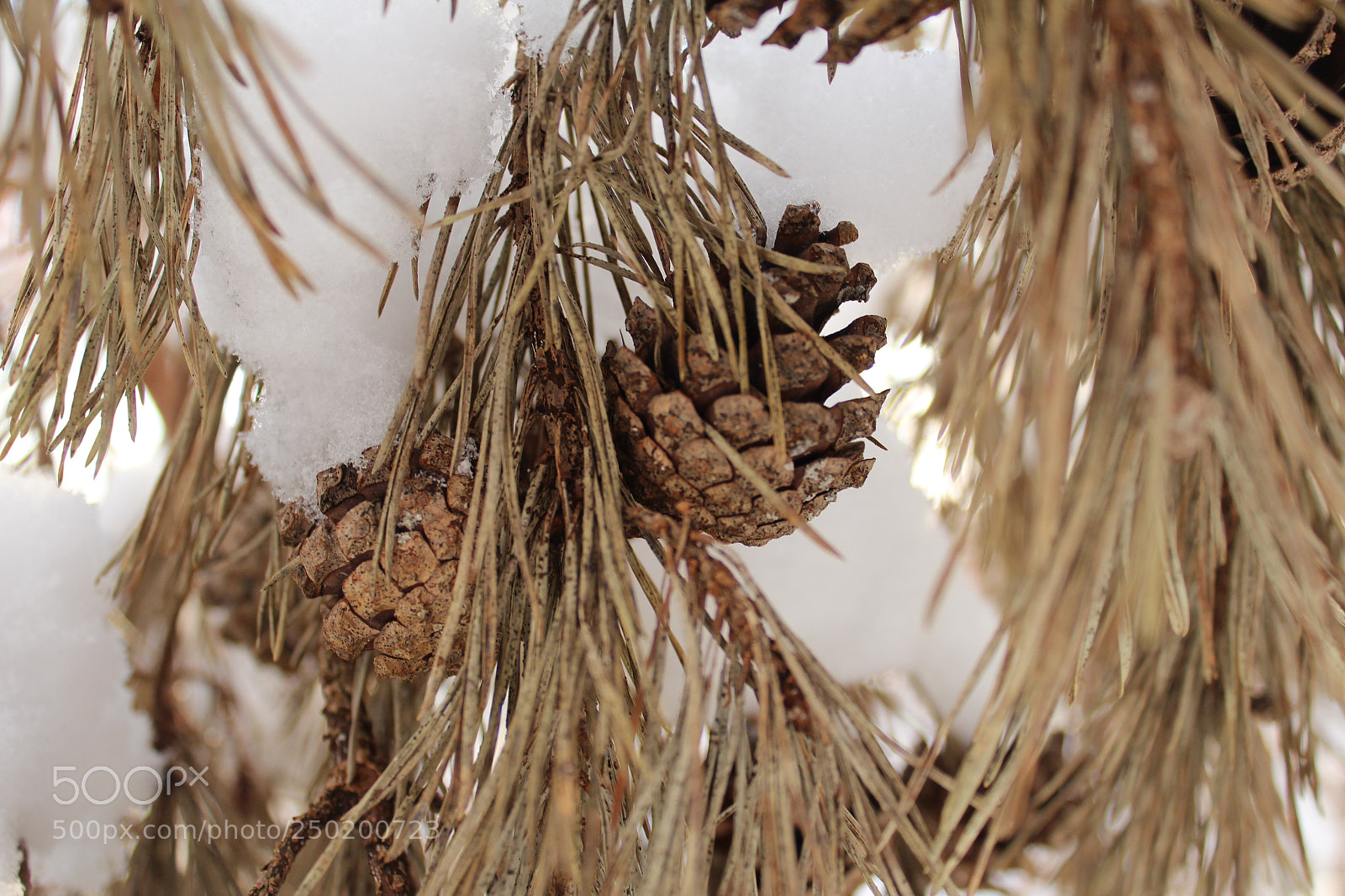 Canon EOS 600D (Rebel EOS T3i / EOS Kiss X5) sample photo. Pines photography
