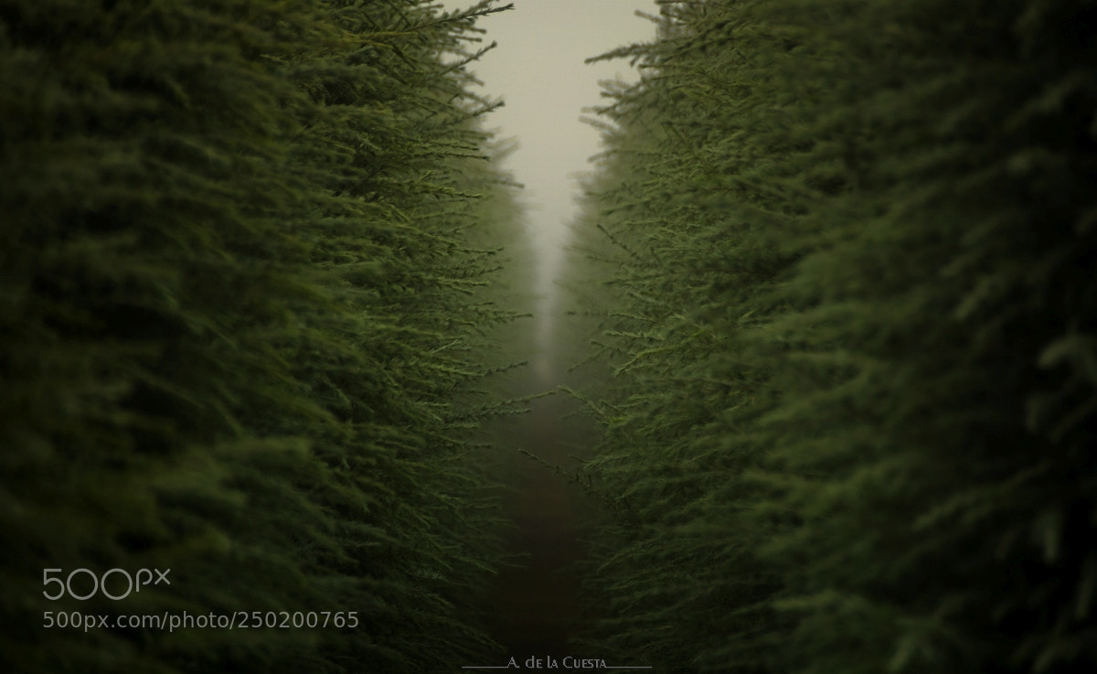 Nikon D7100 sample photo. Fingerings at the fog photography