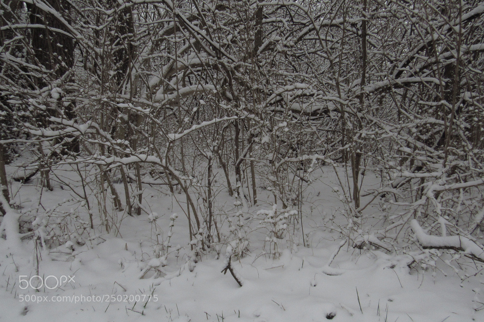 Canon PowerShot SX530 HS sample photo. Winter wonderland photography
