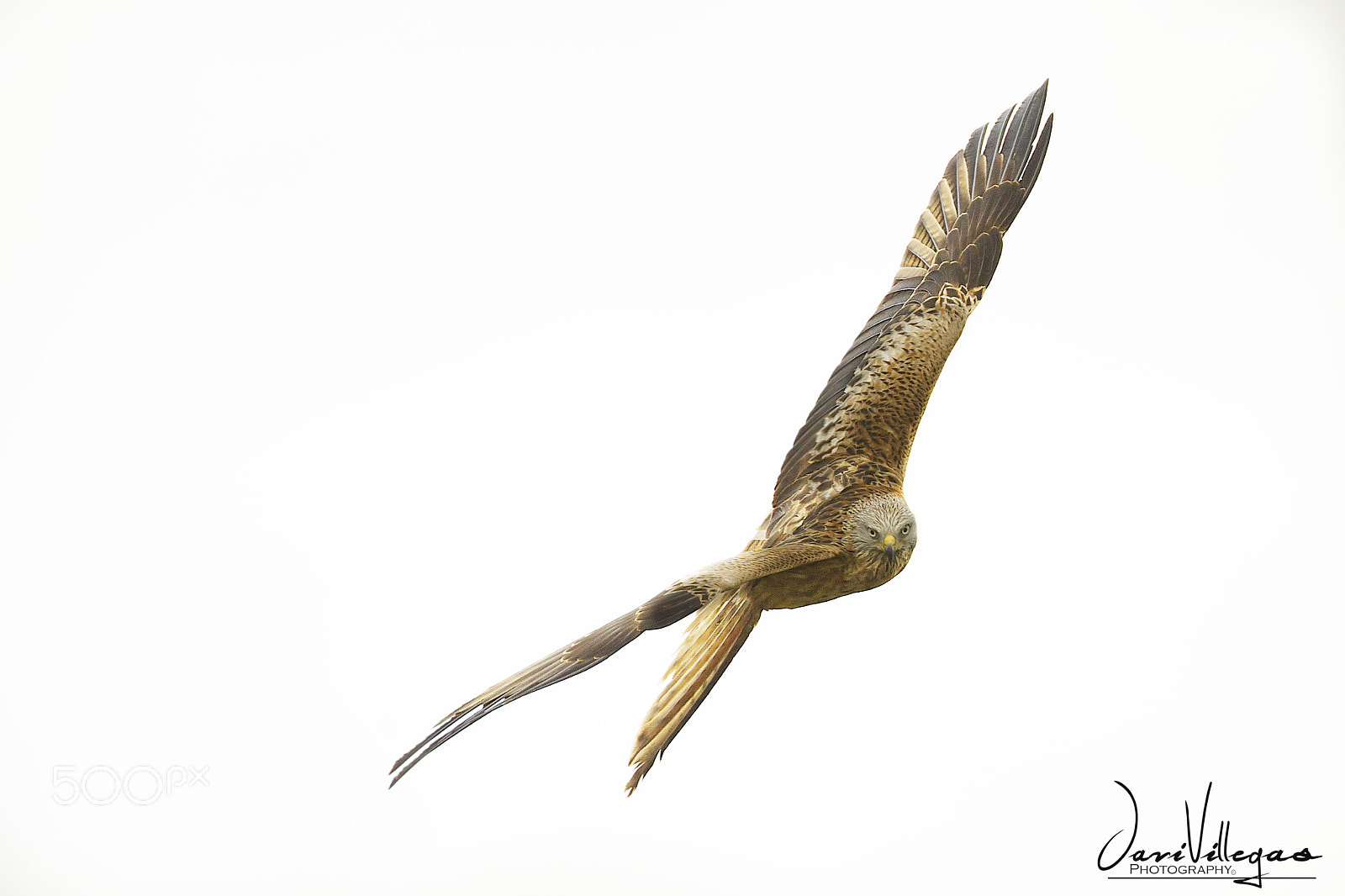 Canon EOS-1D X sample photo. Kite flight high key photography