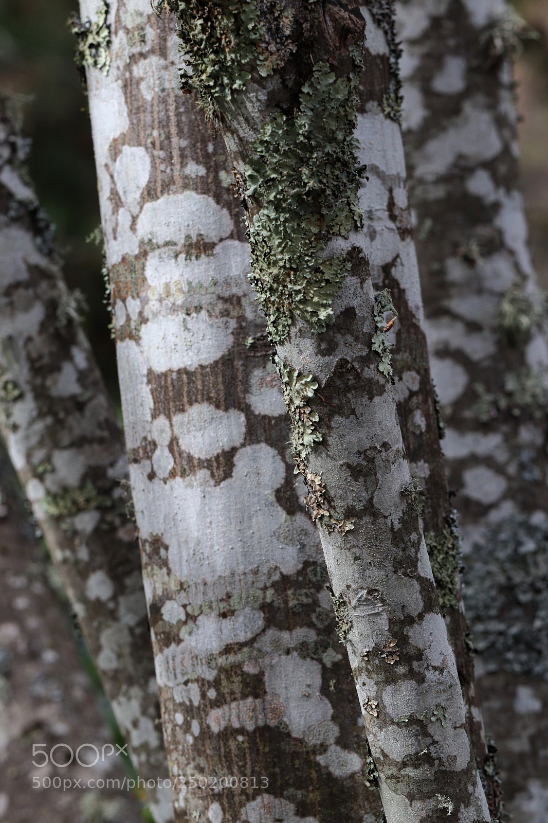 Canon EOS 77D (EOS 9000D / EOS 770D) sample photo. Jamaican dogwood photography