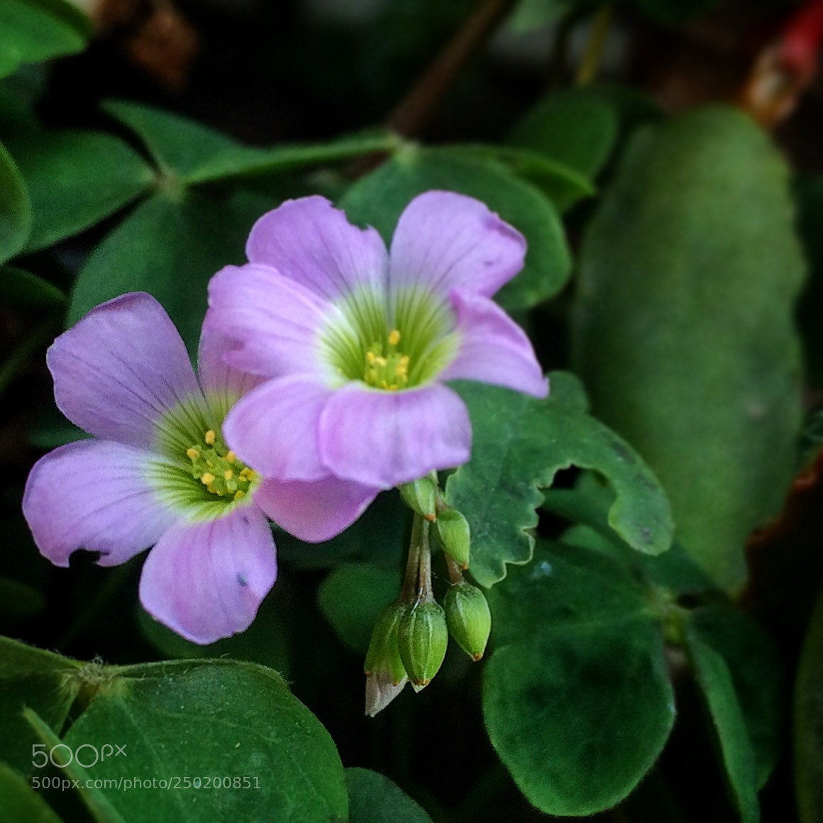 Apple iPhone 5s sample photo. La primavera en el photography