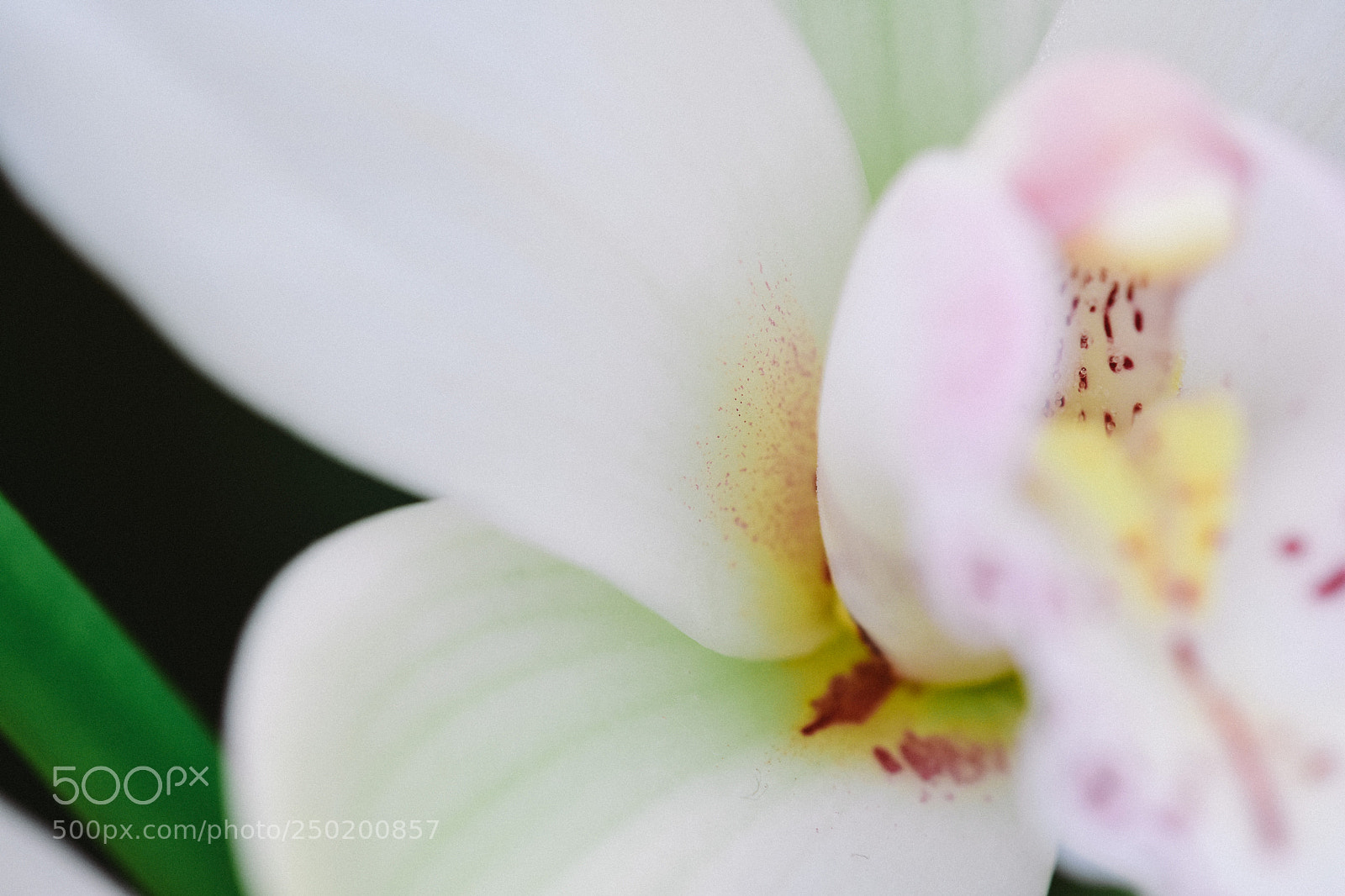 Nikon D7200 sample photo. How do you fund photography