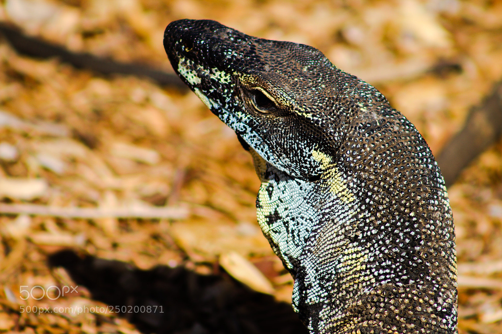 Canon EOS 7D sample photo. How to get a photography