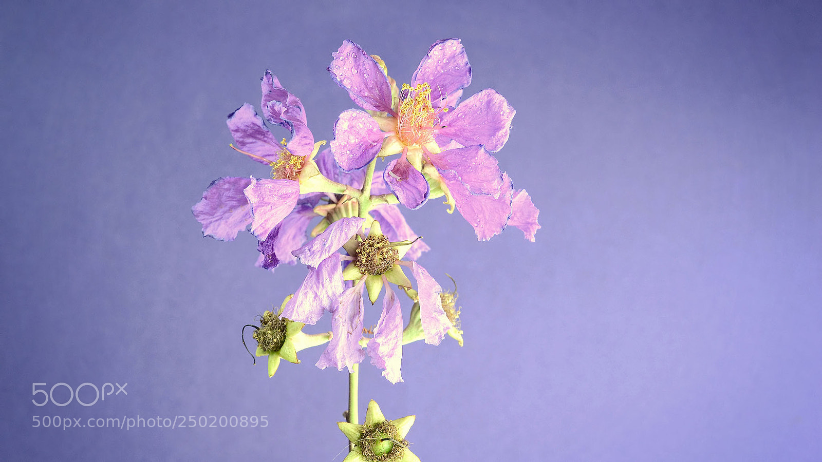 Nikon D3100 sample photo. All purple photography