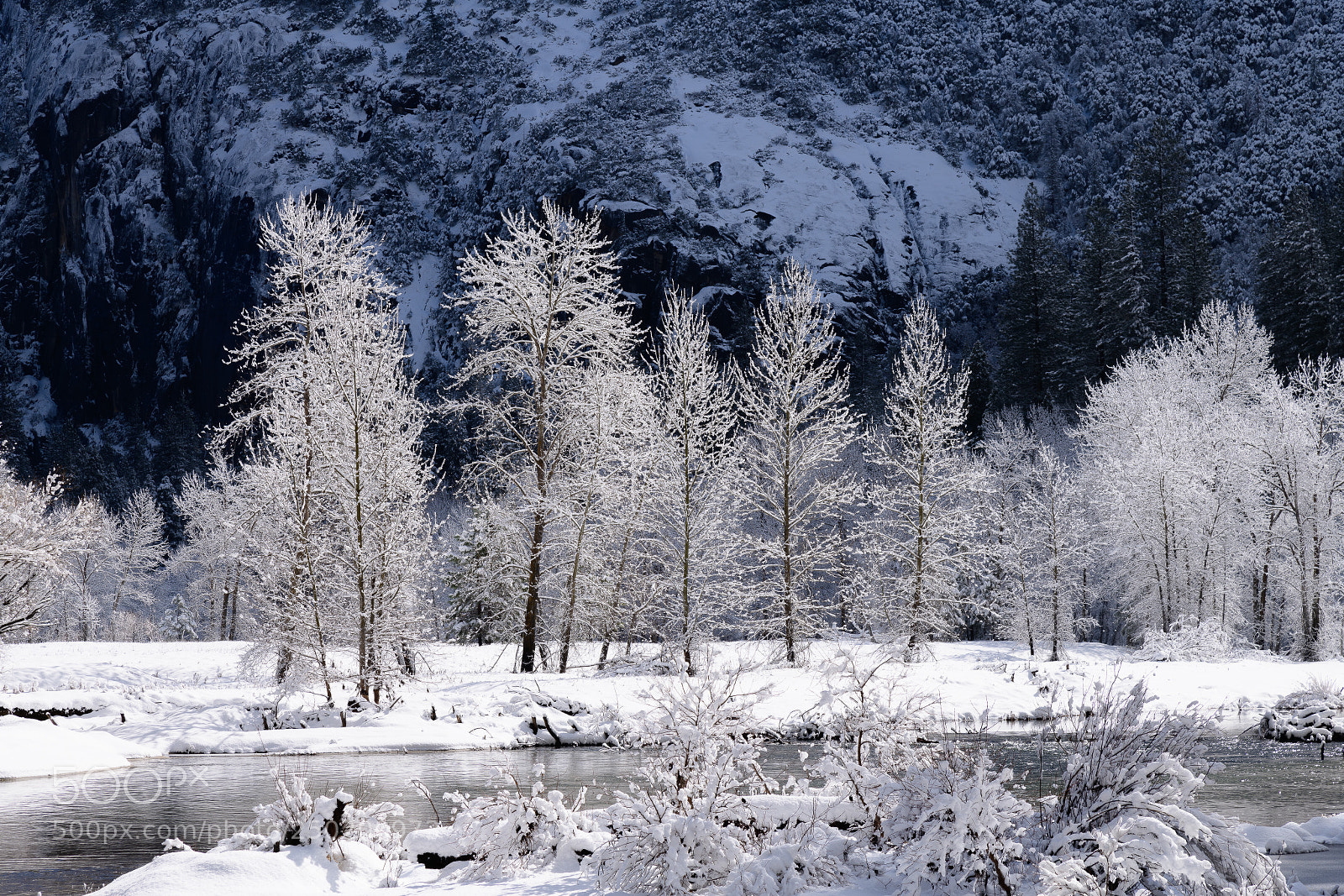 Nikon D850 sample photo. Frosted trees , yosemite photography