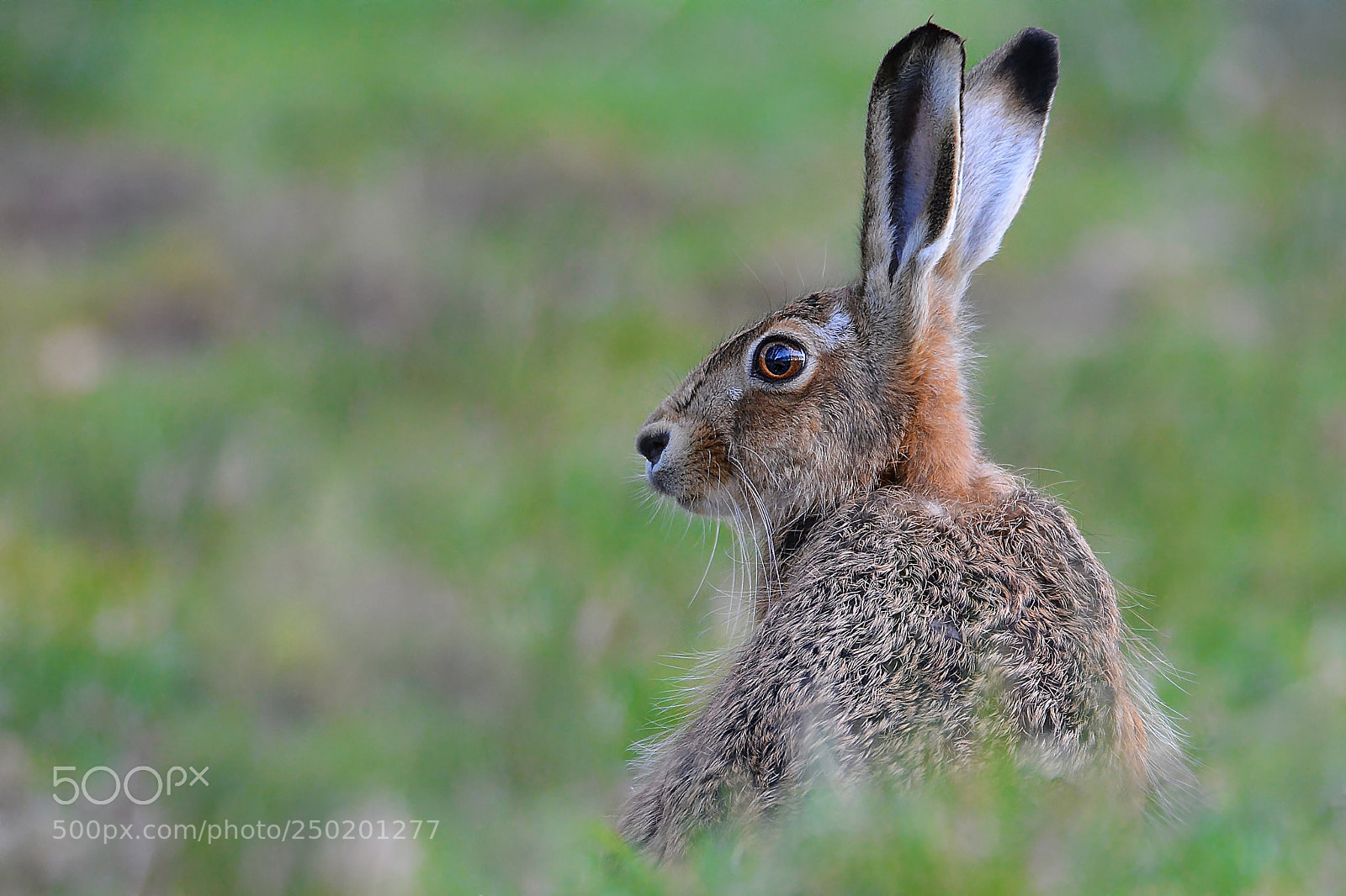 Nikon D5200 sample photo. Brown hare photography