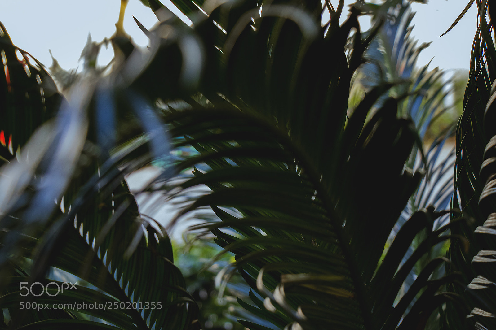 Canon EOS 77D (EOS 9000D / EOS 770D) sample photo. Ckas. photography