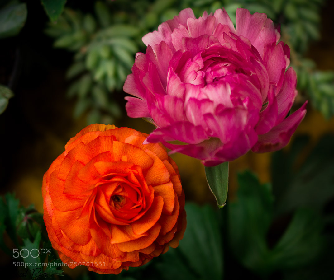 Nikon D3400 sample photo. Mi ying-yang floral. photography