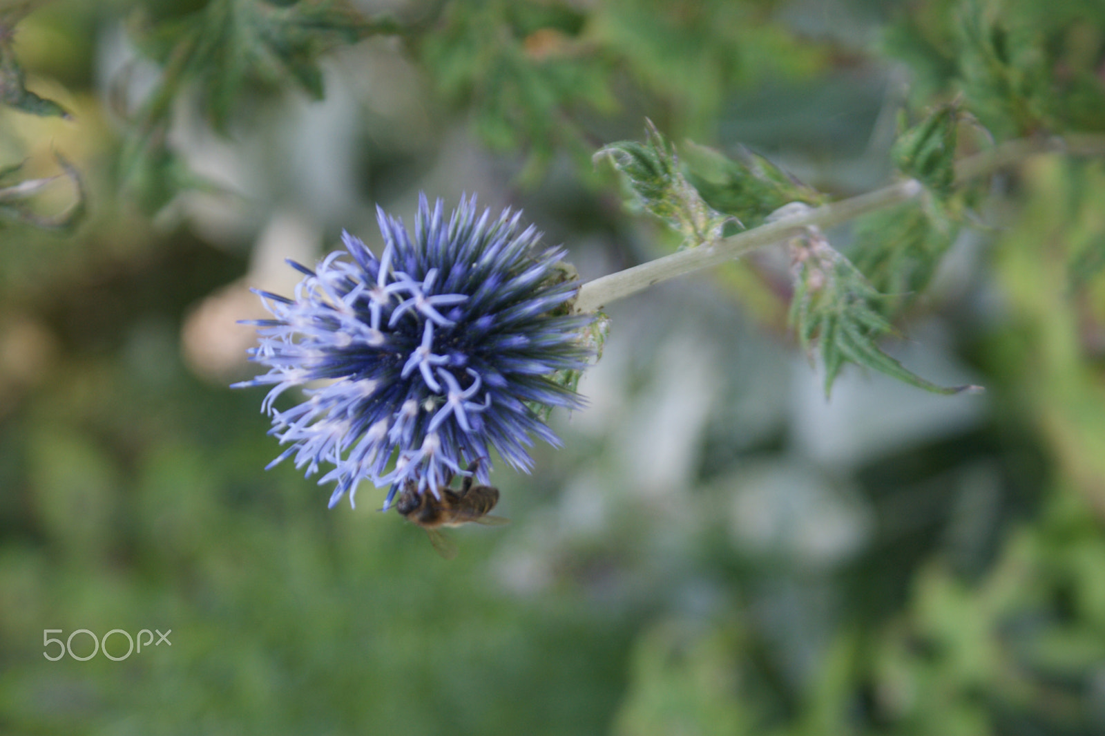 Sony DT 18-70mm F3.5-5.6 sample photo. Flowers in my garden photography