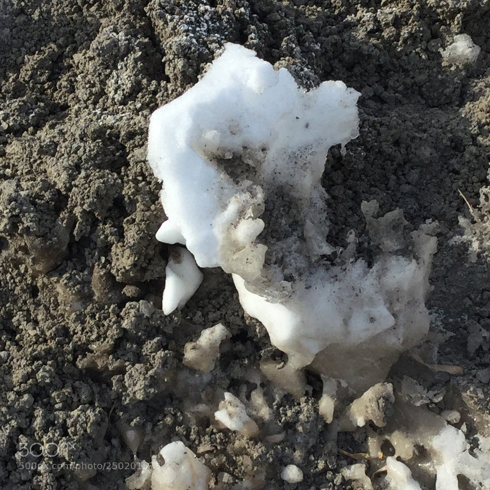 Apple iPod touch sample photo. Snow shrimp  photography