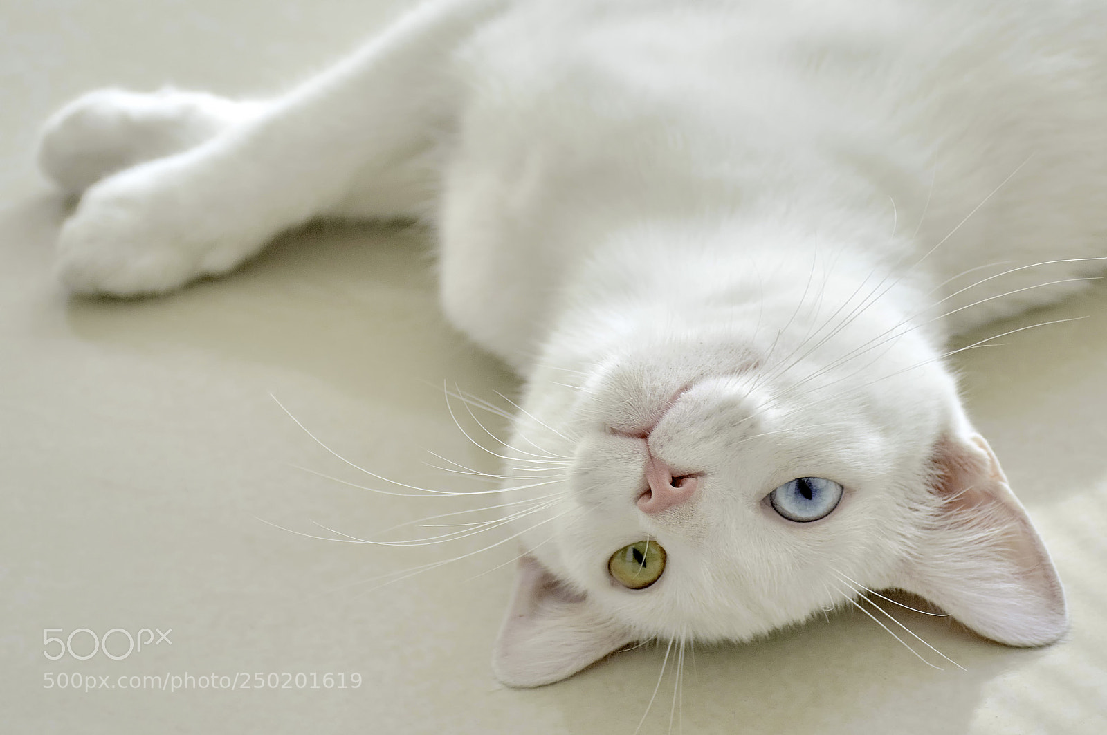 Nikon D3200 sample photo. Pet coco ii photography