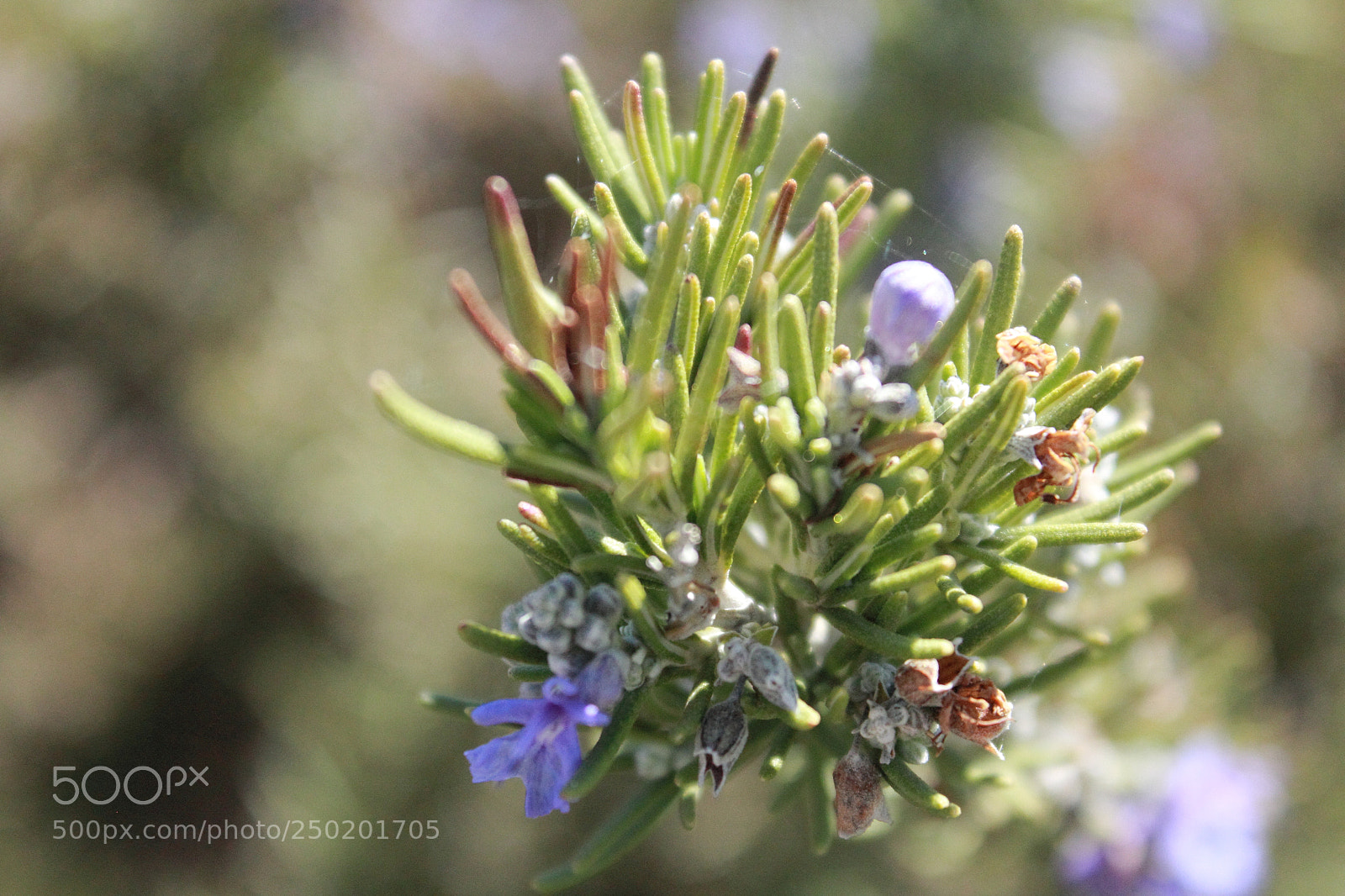 Canon EOS 60D sample photo. Blooming wildflower photography