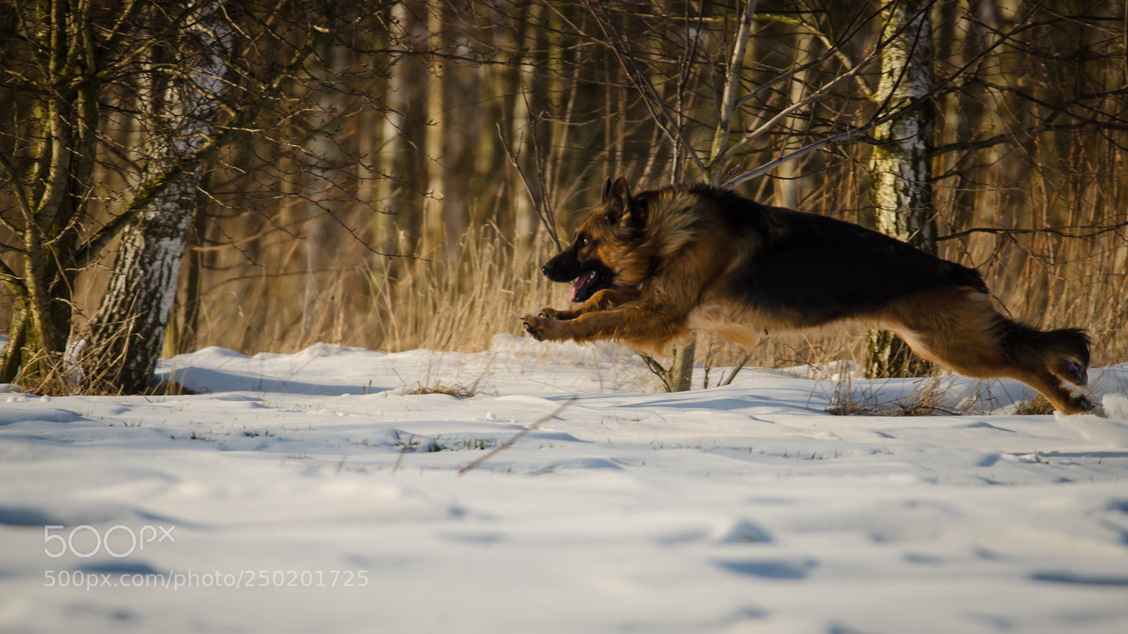 Nikon D5100 sample photo. _...-0313.jpg photography