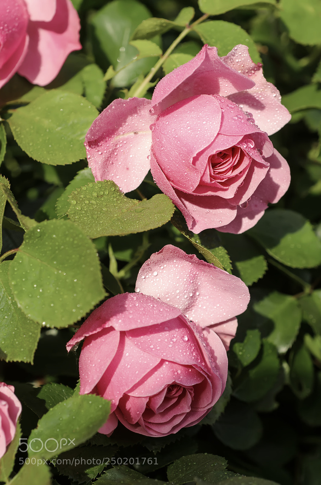 Nikon D7000 sample photo. Pink roses garden photography
