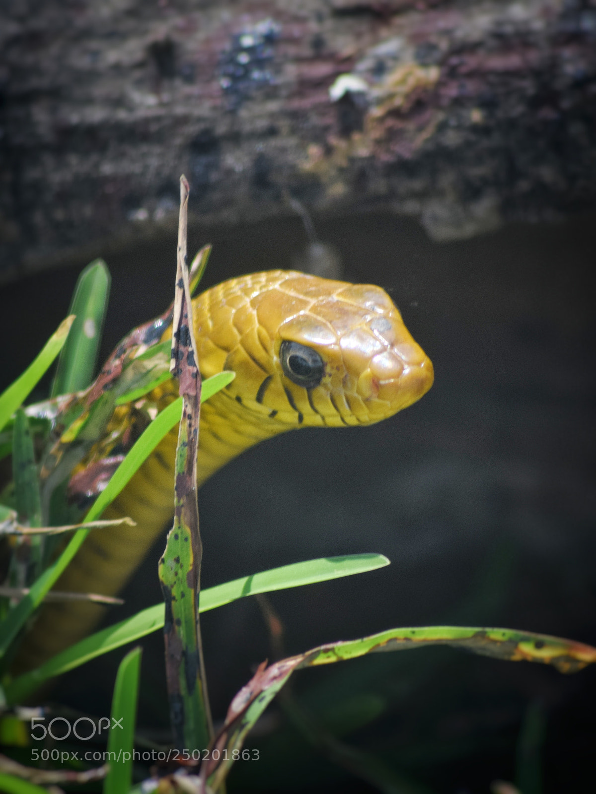 Nikon D3300 sample photo. Snake photography