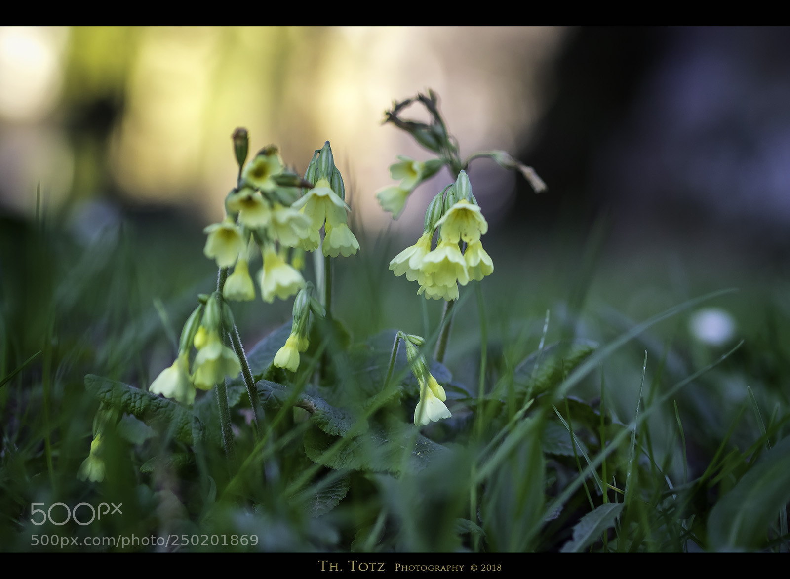 Olympus OM-D E-M1 sample photo. Spring photography