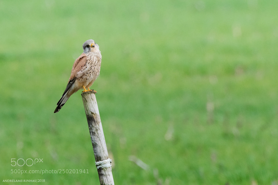 Nikon D5300 sample photo. Peneireiro falco tinnunculus photography