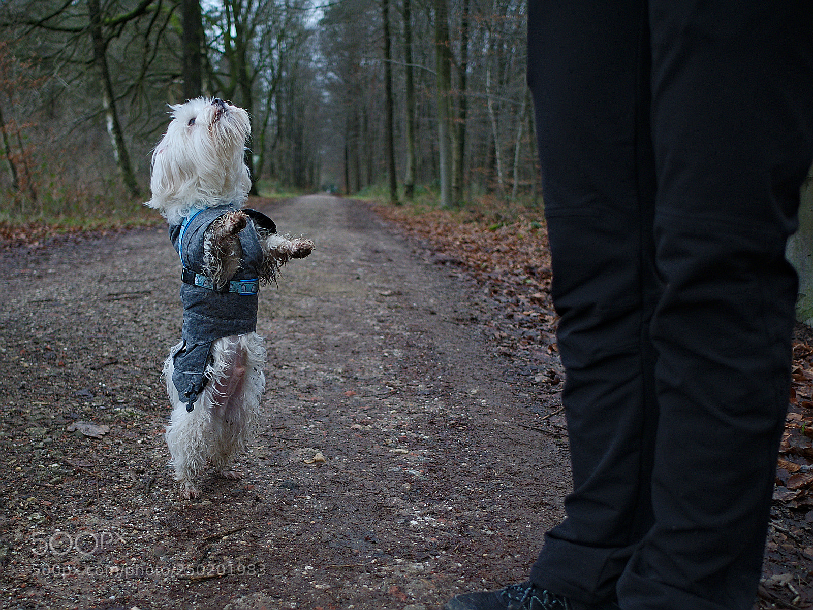 Panasonic Lumix DMC-GX7 sample photo. Little big man photography