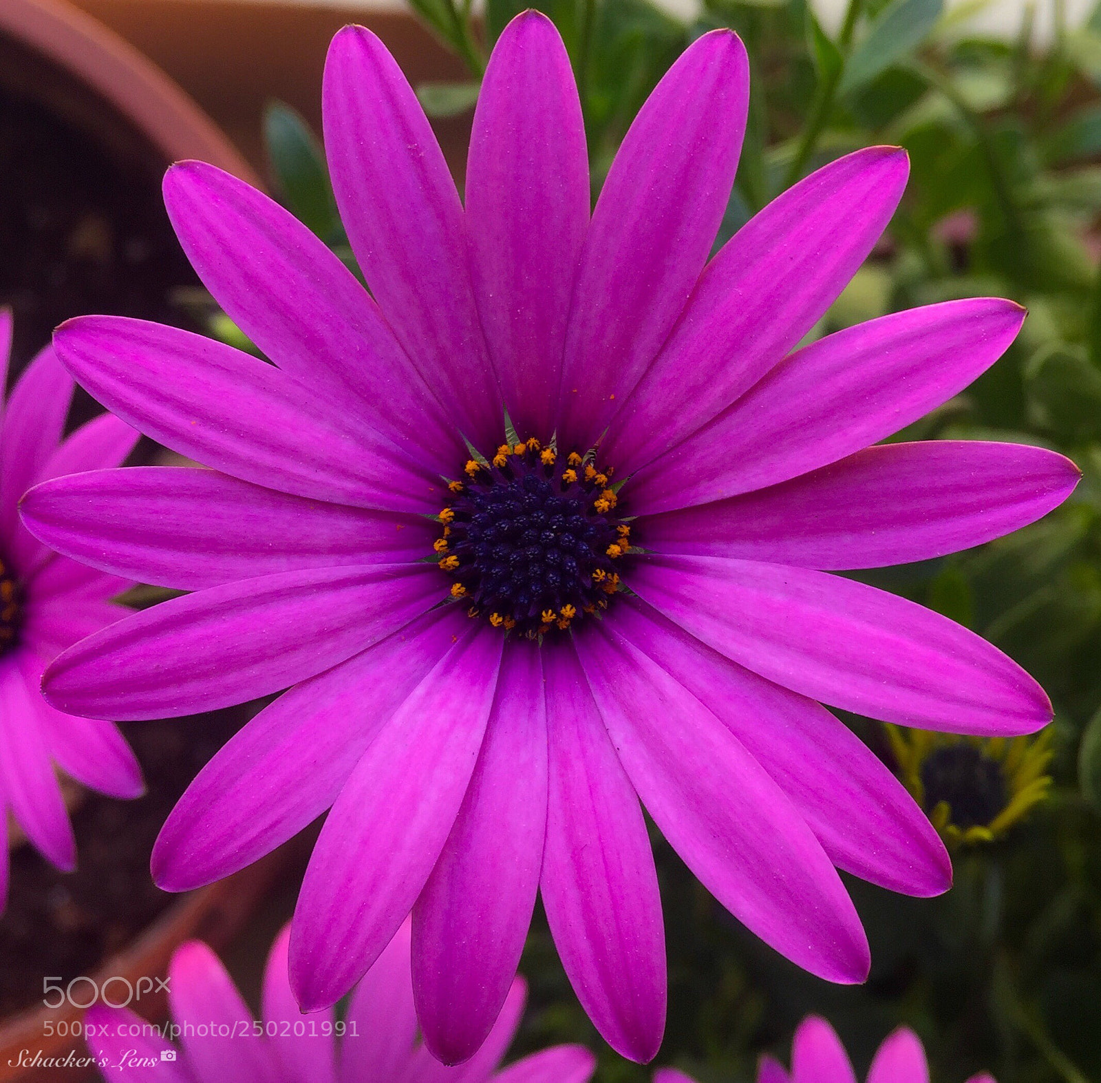 Apple iPhone 6 Plus sample photo. أزهار الربيع - 9 photography