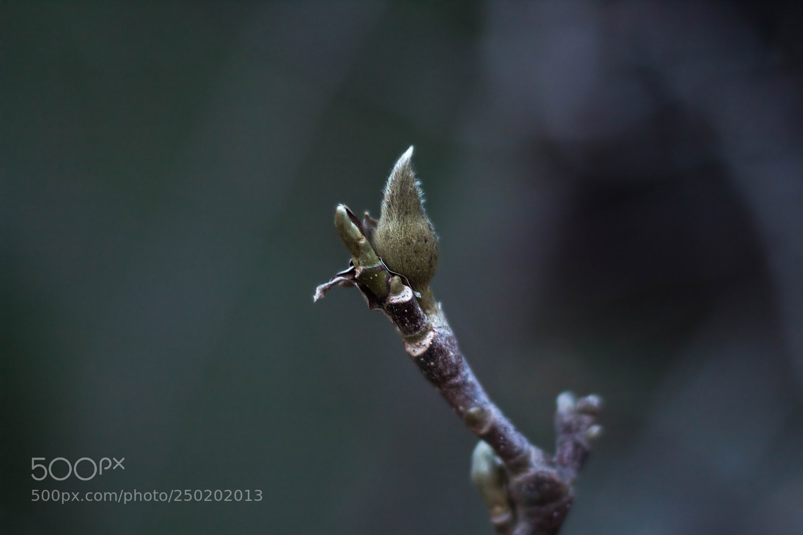 Canon EOS 1300D (EOS Rebel T6 / EOS Kiss X80) sample photo. Magnolia bud photography