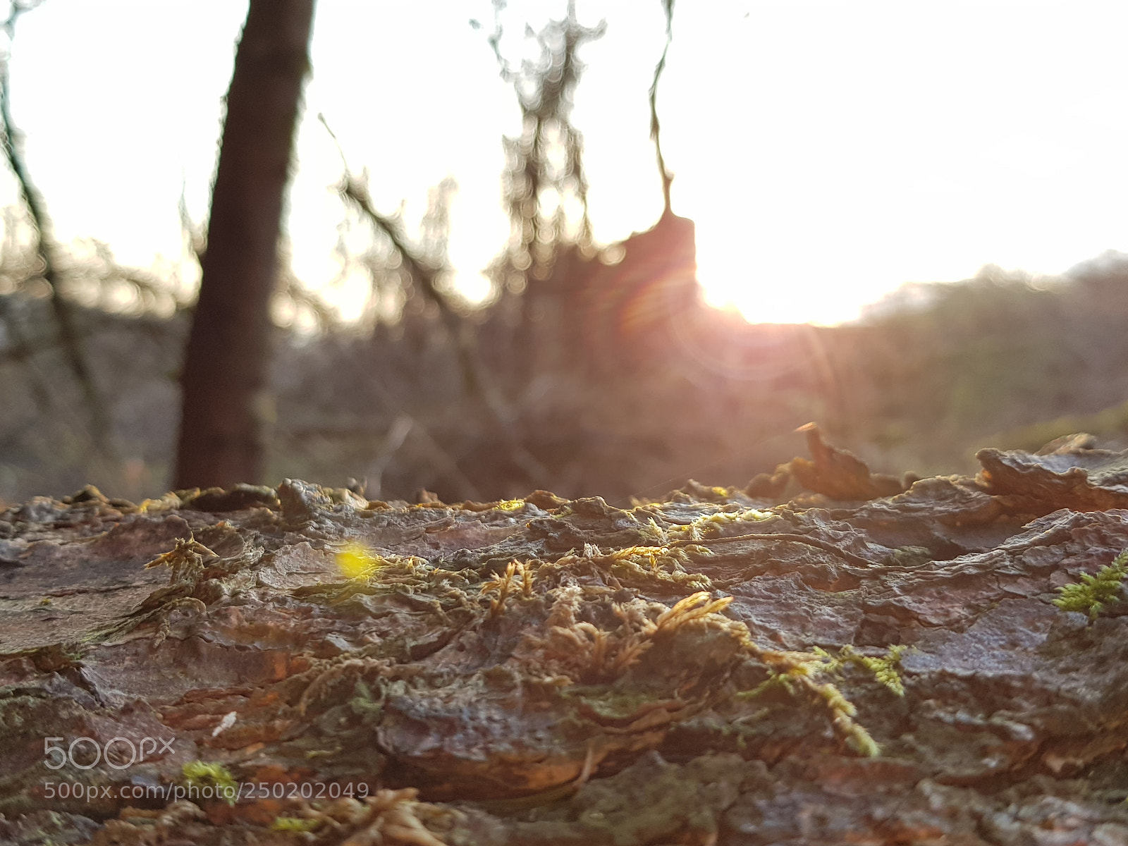 Samsung Galaxy S8 sample photo. A wood in germany photography