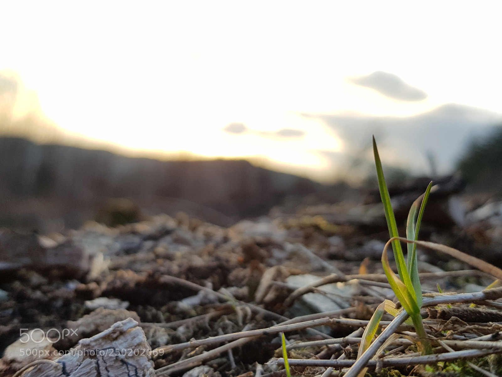 Samsung Galaxy S8 sample photo. Lonley blade of grass photography