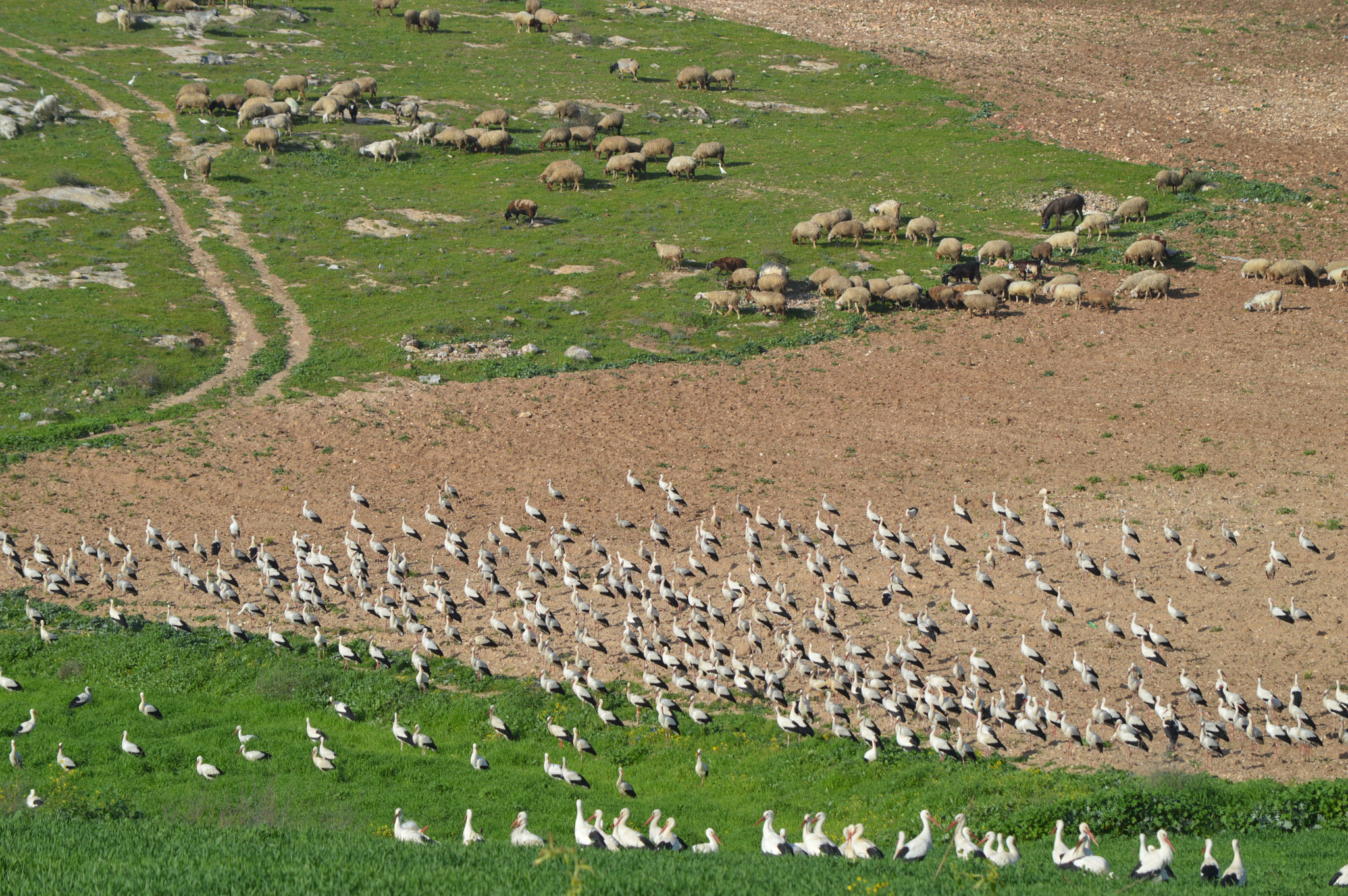 Nikon D3200 sample photo. Spring migration photography
