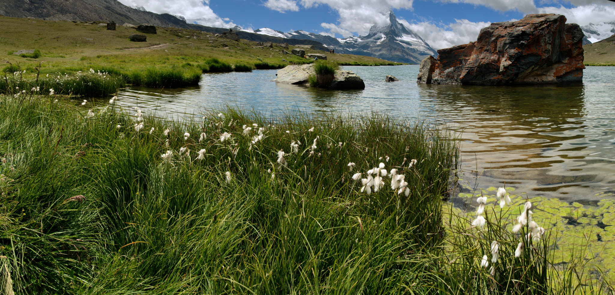 Nikon D300 sample photo. Cotton grass on the stellisee photography