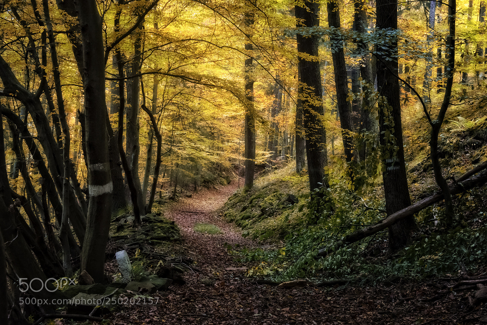 Nikon D810 sample photo. Golden moments photography