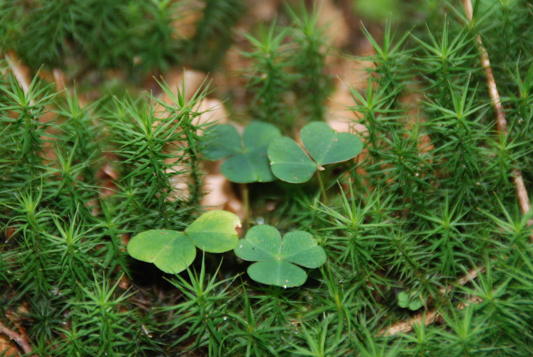 Nikon D80 sample photo. Clover in the woods photography
