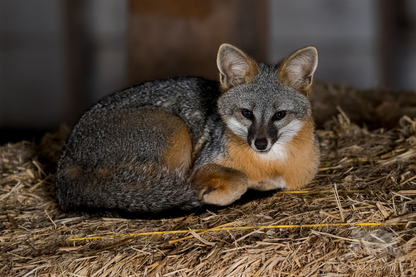 Sigma 150-600mm F5-6.3 DG OS HSM | S sample photo. Resting grey fox photography