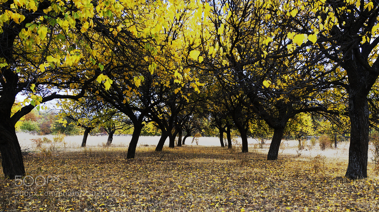 Sony SLT-A58 sample photo. Sonbahardan.. photography