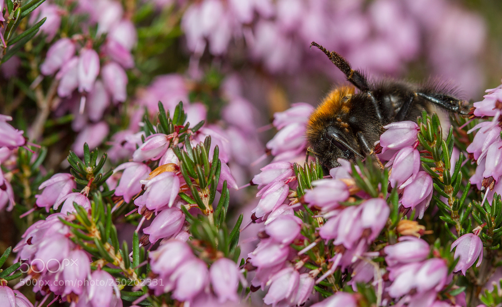 Canon EOS 7D sample photo. Tree bumblebee - bombus photography