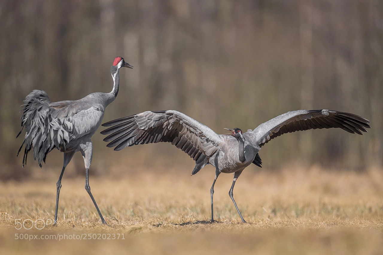 Nikon D5 sample photo. Crane, grus grus, żuraw photography