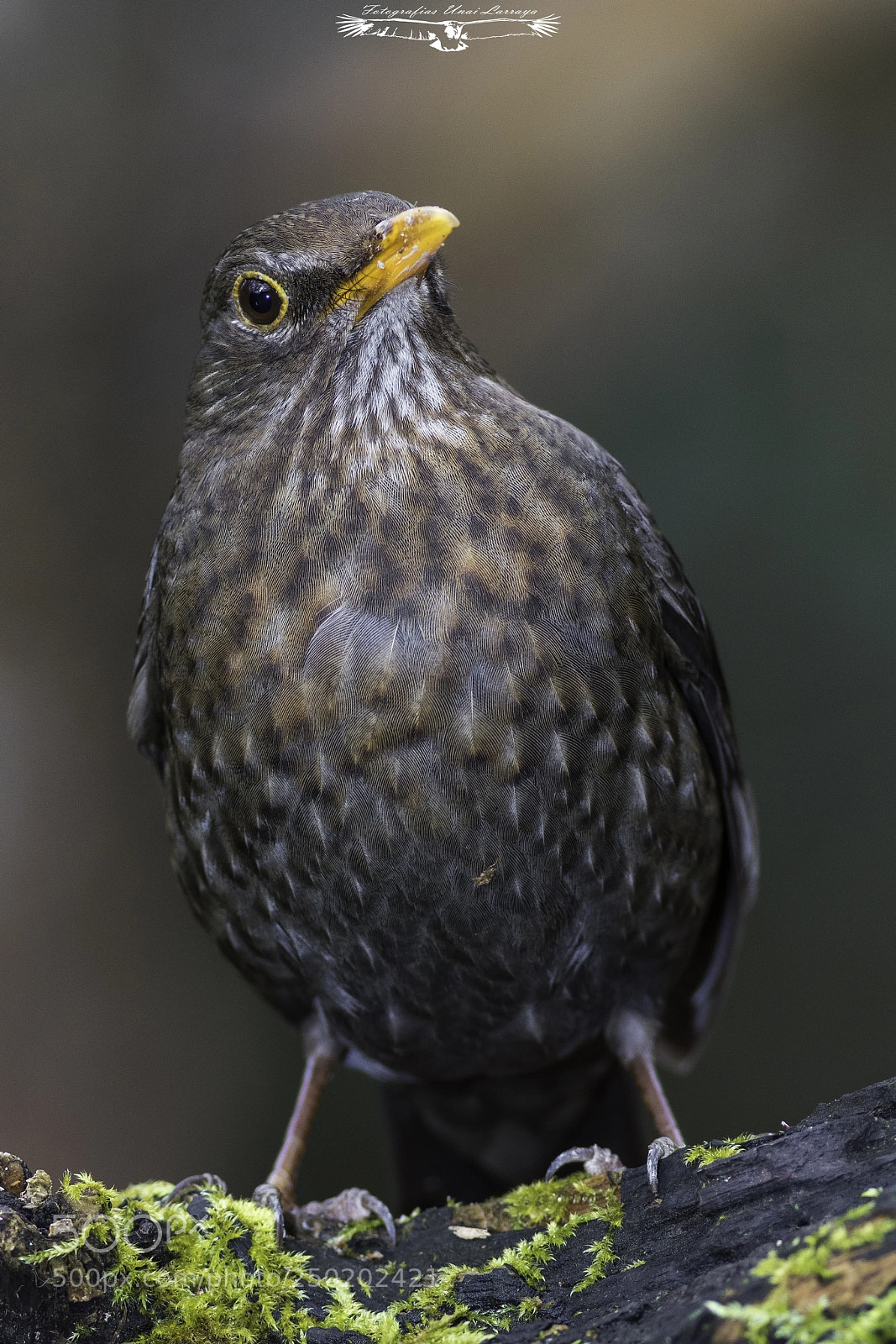 Canon EOS 7D Mark II sample photo. Common blackbird - turdus photography