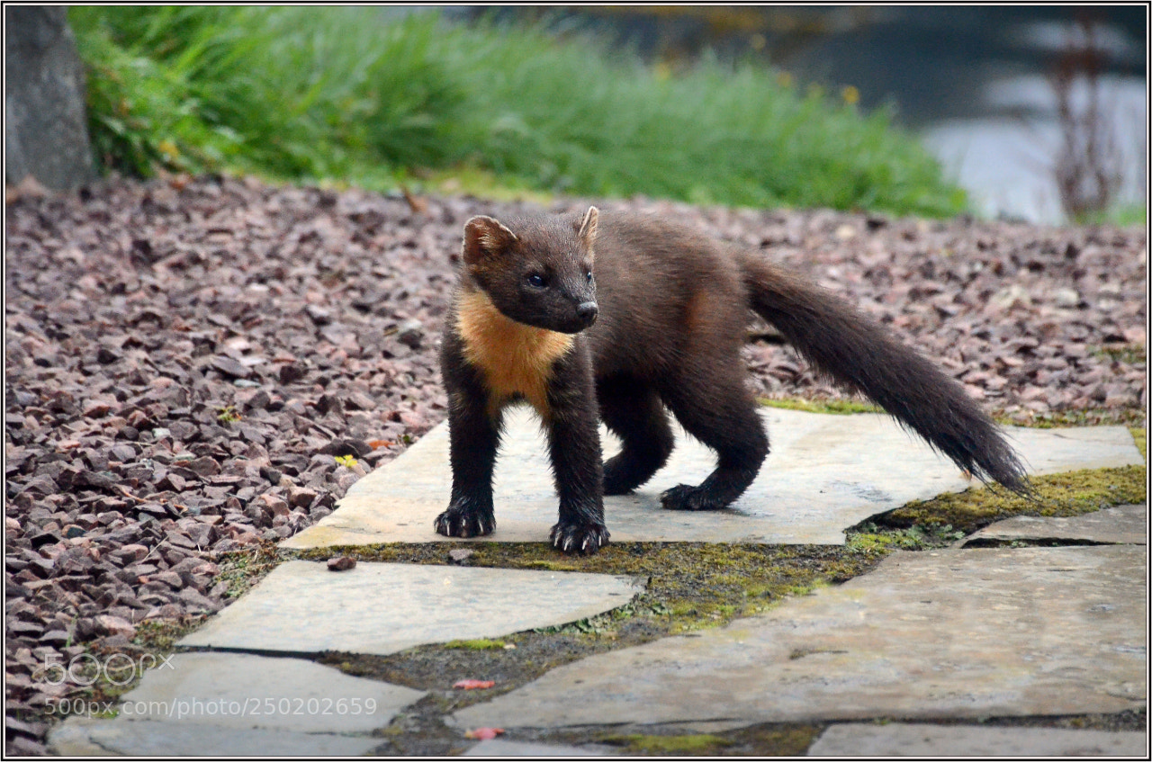 Nikon D7000 sample photo. Pine marten 2 photography