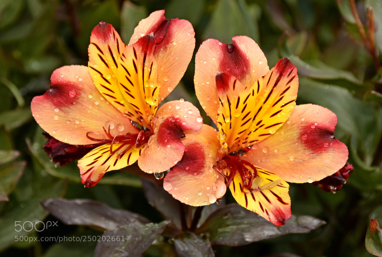 Nikon D7200 sample photo. Tiger flower photography