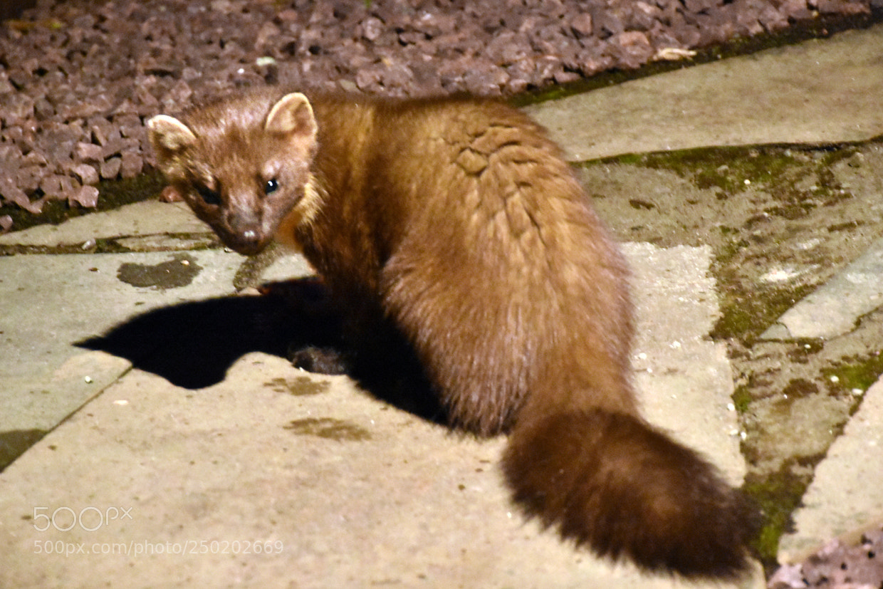 Nikon D7200 sample photo. Pine marten photography