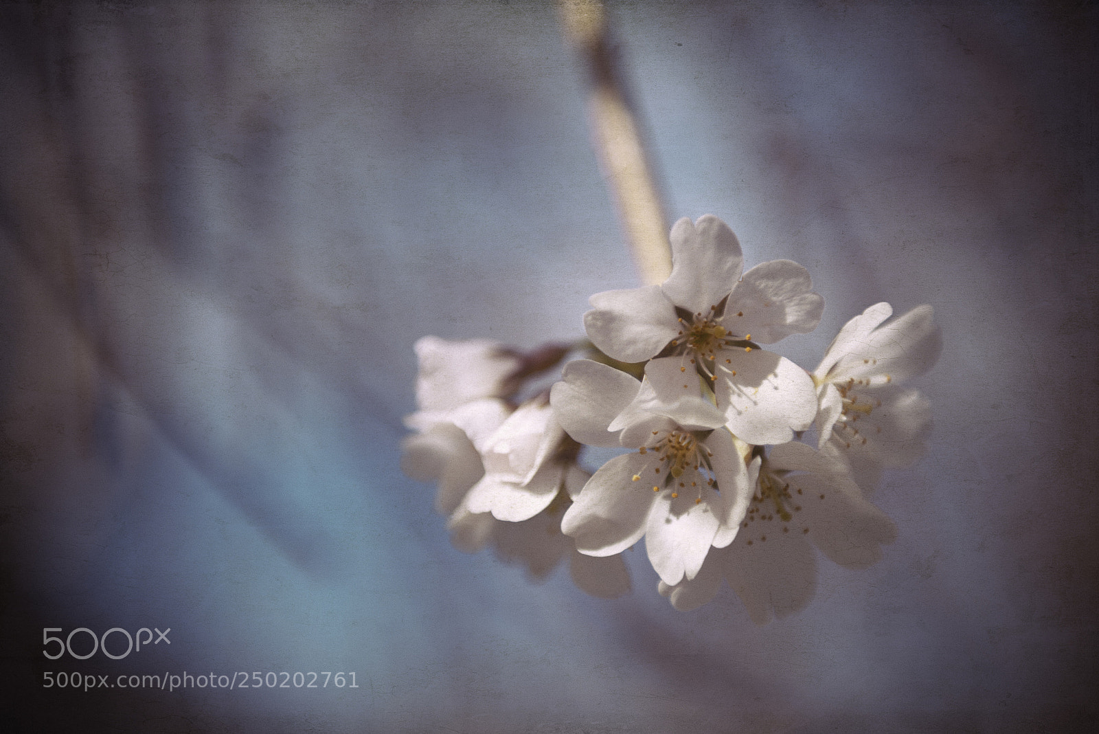 Nikon D600 sample photo. Spring is in the photography