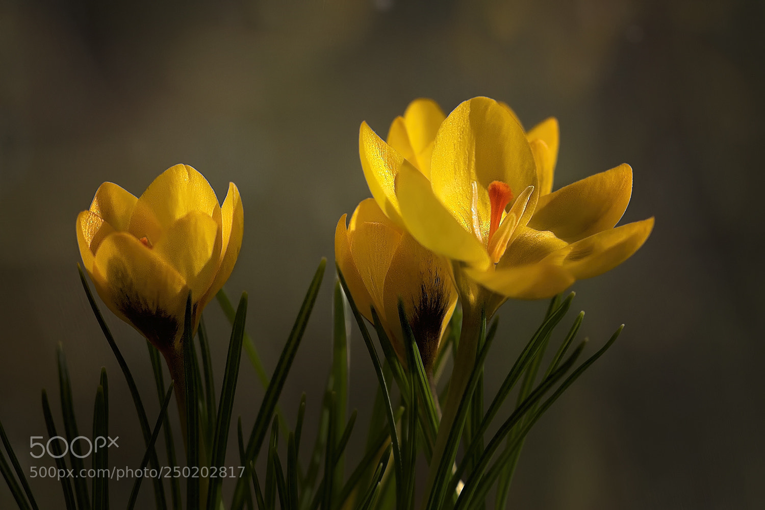 Canon EOS 7D Mark II sample photo. Smiling to the springtime photography
