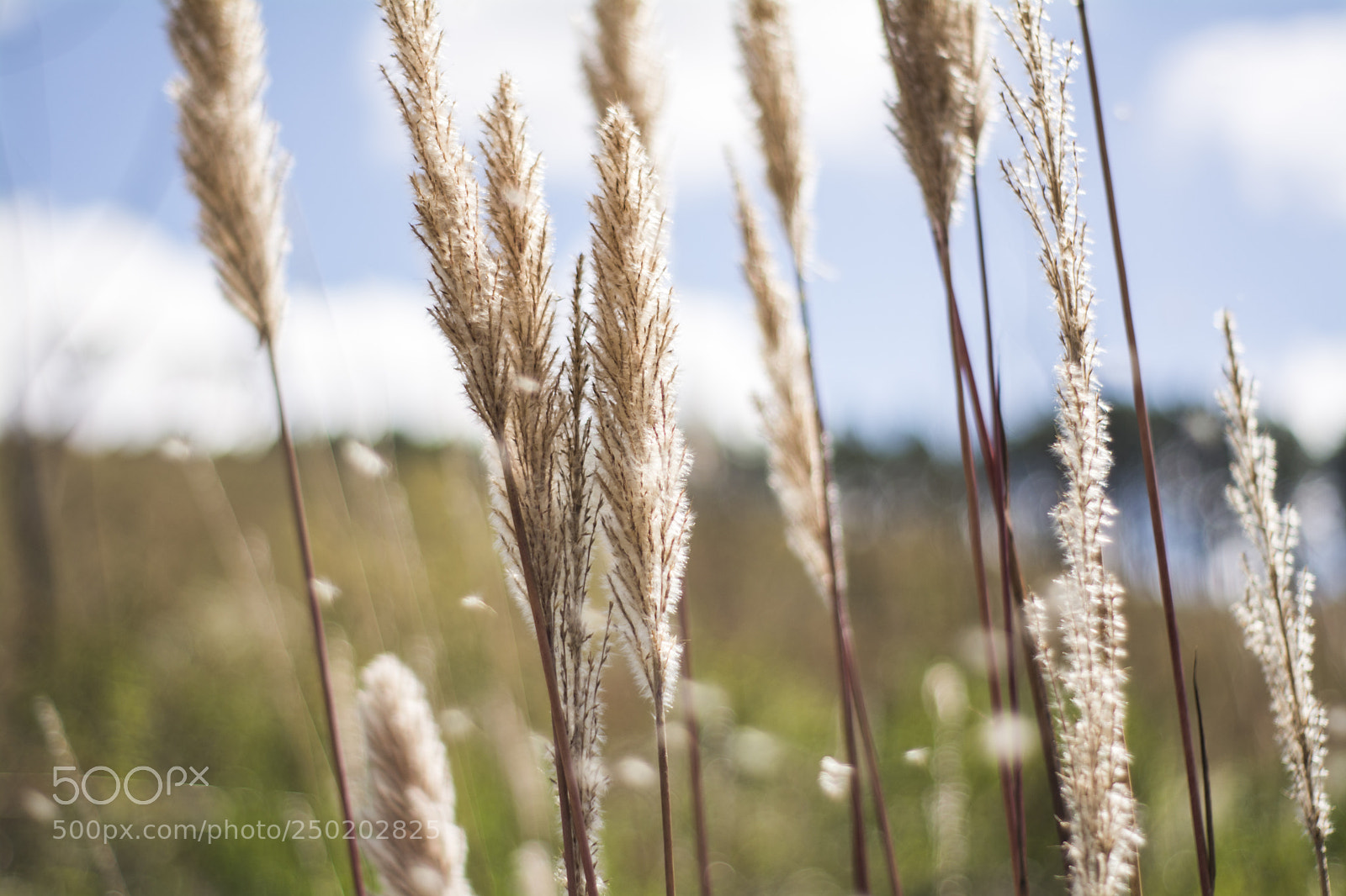 Nikon D7100 sample photo. 18/03/2018 15h16 photography