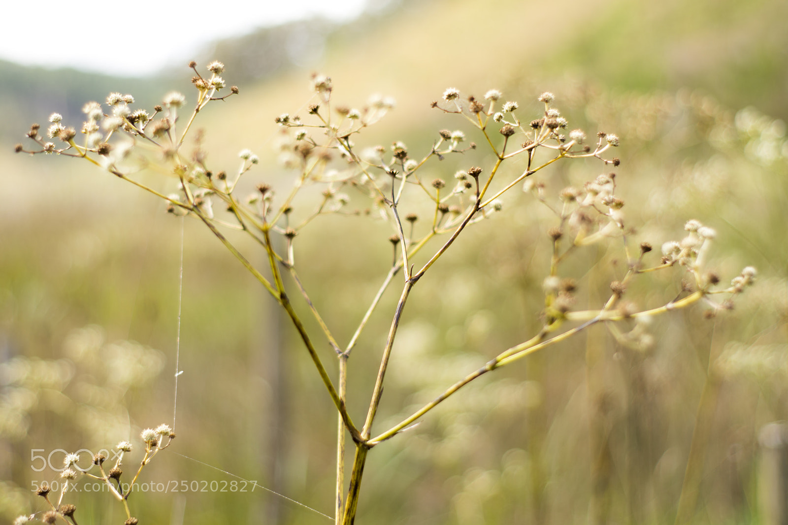 Nikon D7100 sample photo. 18/03/2018 15h26 photography