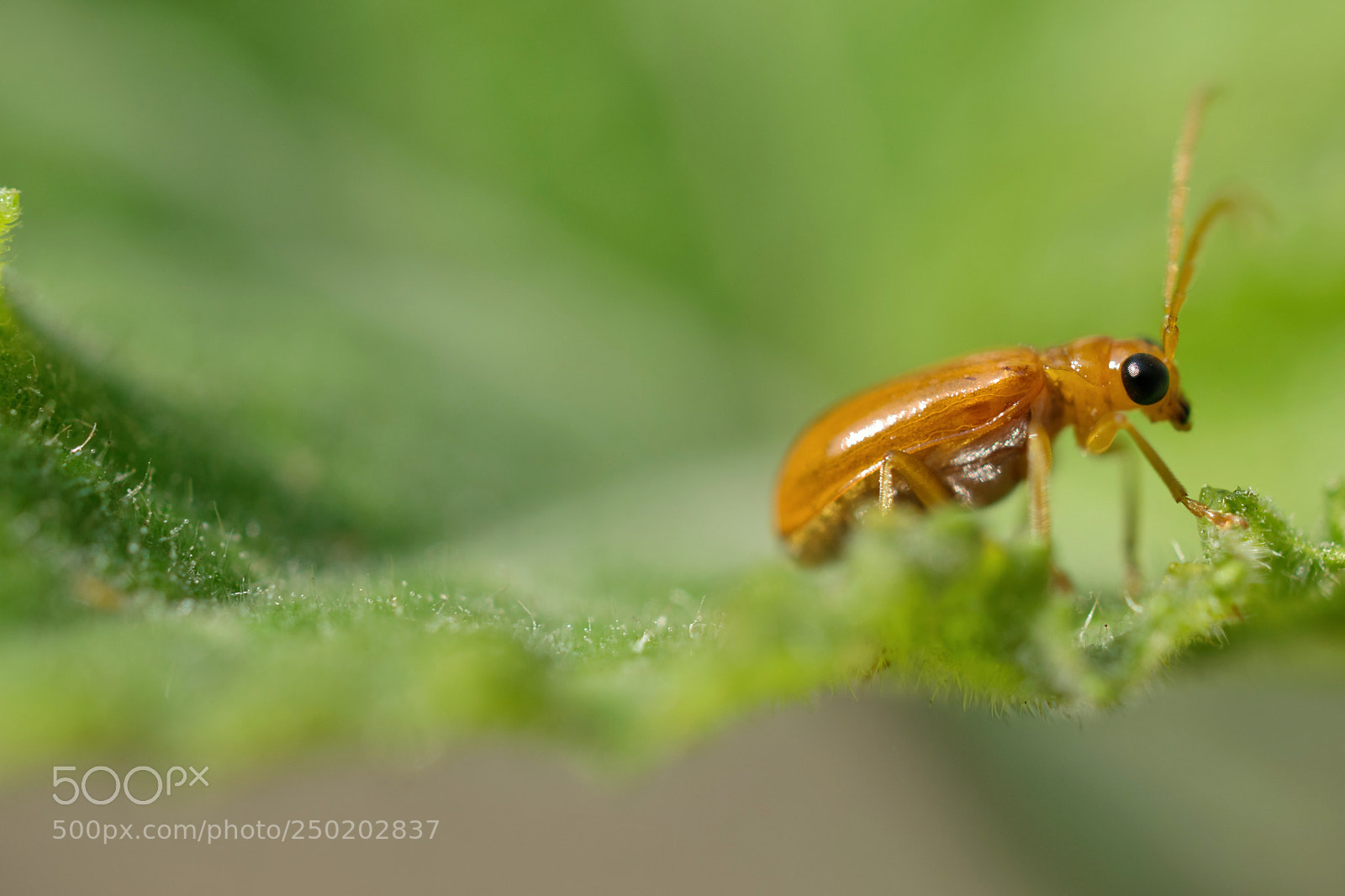 Nikon D5300 sample photo. Leaf beetle.jpeg photography