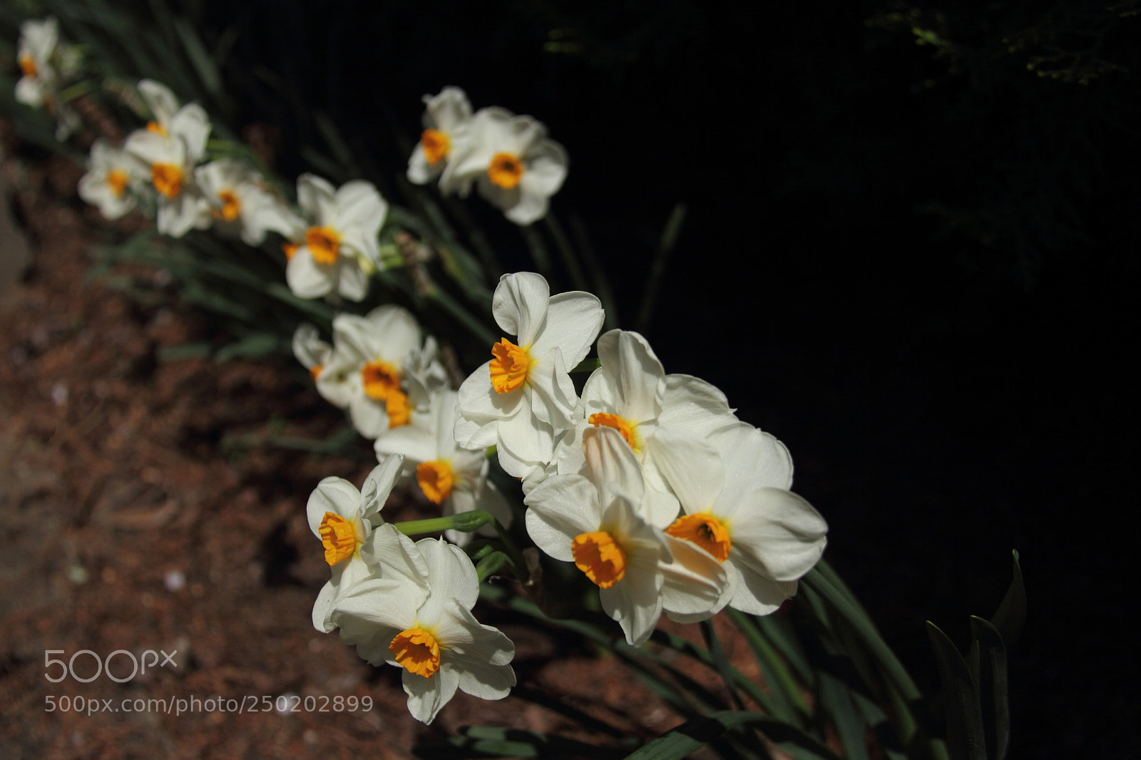 Canon EF-S 18-200mm F3.5-5.6 IS sample photo. Daffodils photography