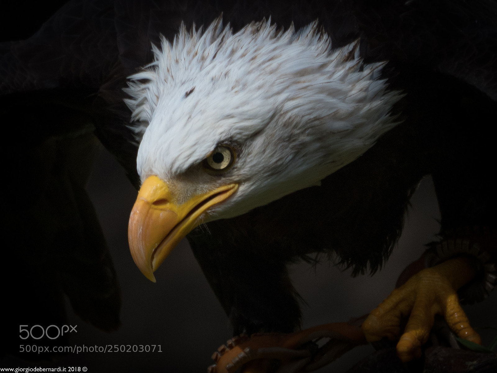 Olympus OM-D E-M1 Mark II sample photo. Eagle photography