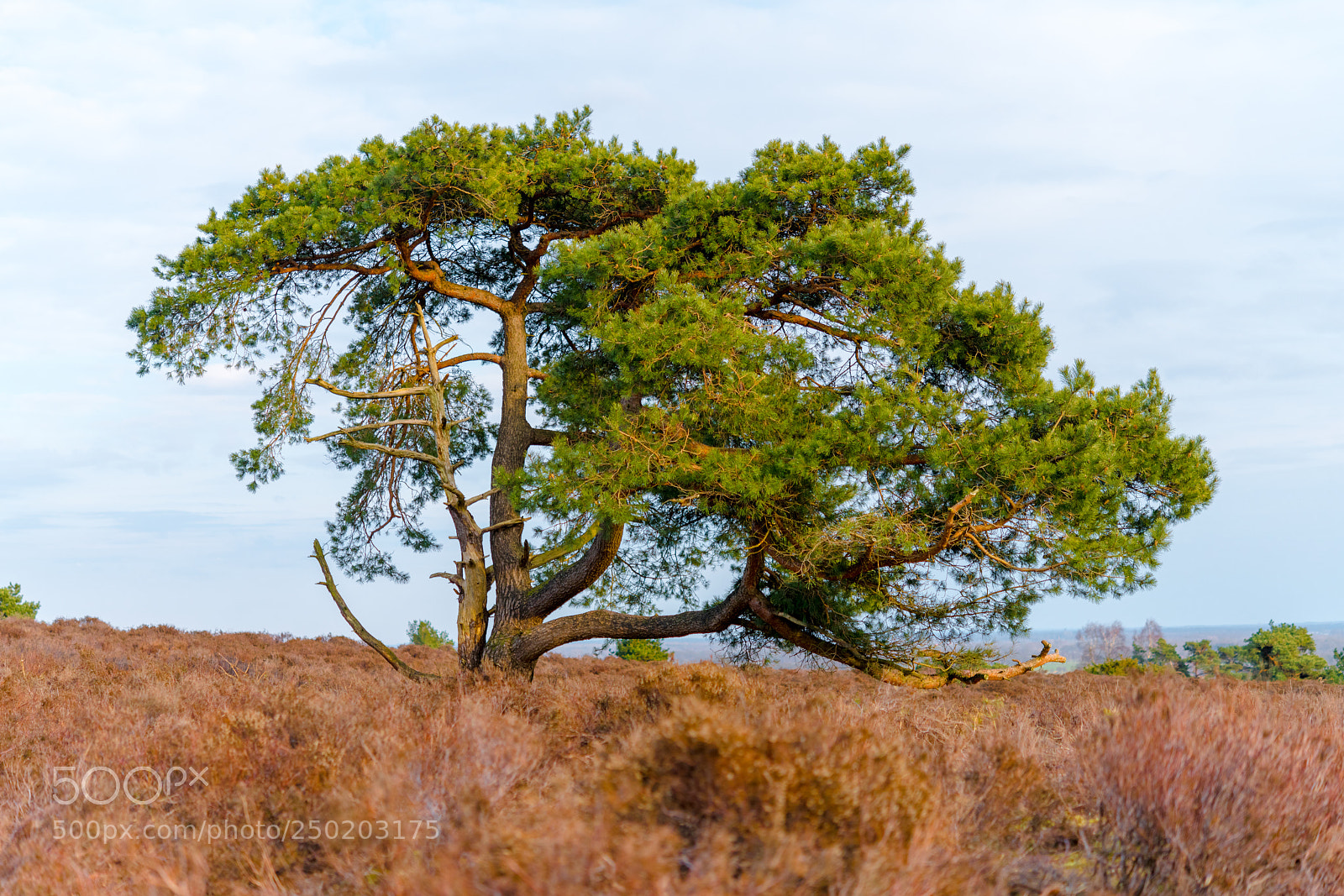 Nikon D850 sample photo. Gelderland road trip adventure photography
