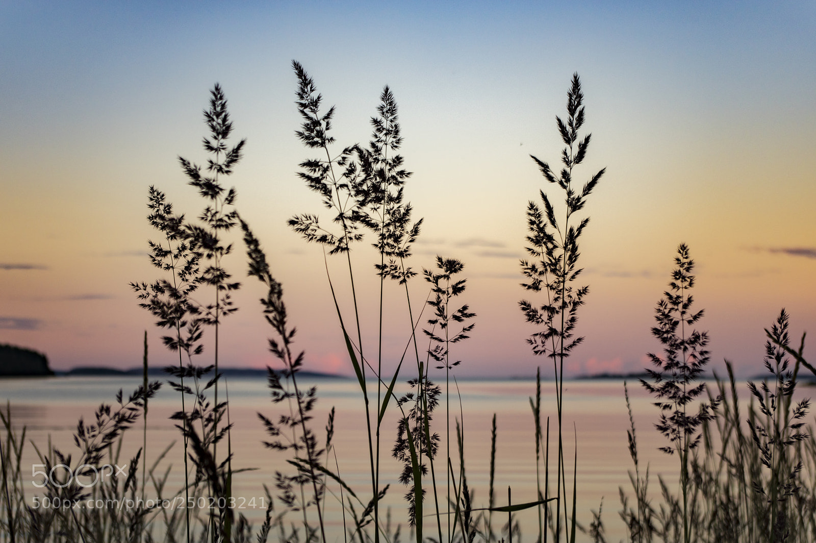 Pentax K-3 II sample photo. Plantes de bord de photography