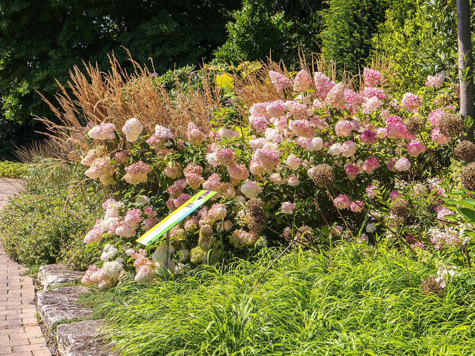 Panasonic Lumix DMC-G5 sample photo. Blumen / flowers photography