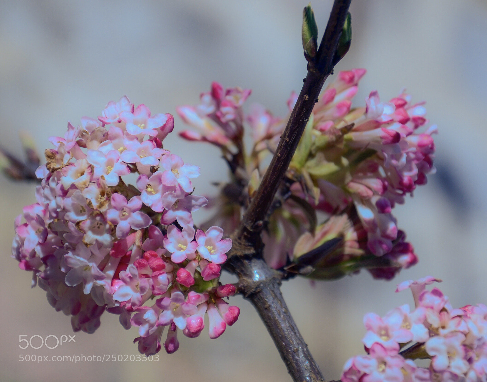 Nikon D7000 sample photo. Spring comes ... photography